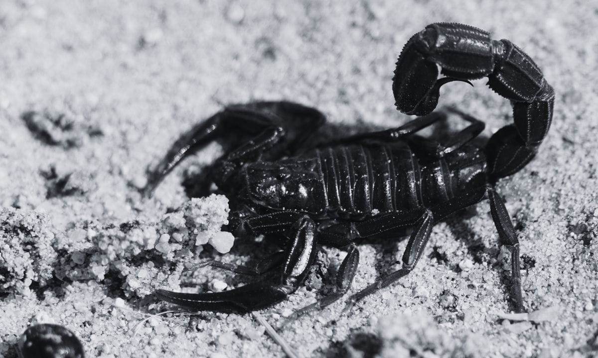 8-year-old girl dies after scorpion sting in Makwanpur
