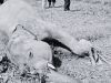 Two Elephants Found Dead in Sunsari and Jhapa on the Same Day