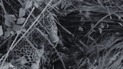 Leopard Killing Goats in Mechinagar