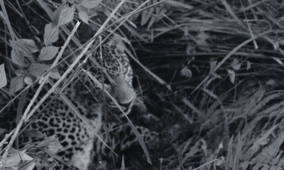 Leopard Killing Goats in Mechinagar, Locals Worried