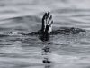 Young Man Drowns in Sunkoshi River While Swimming