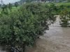 Bhotekoshi river flow rises, locals urged to stay alert