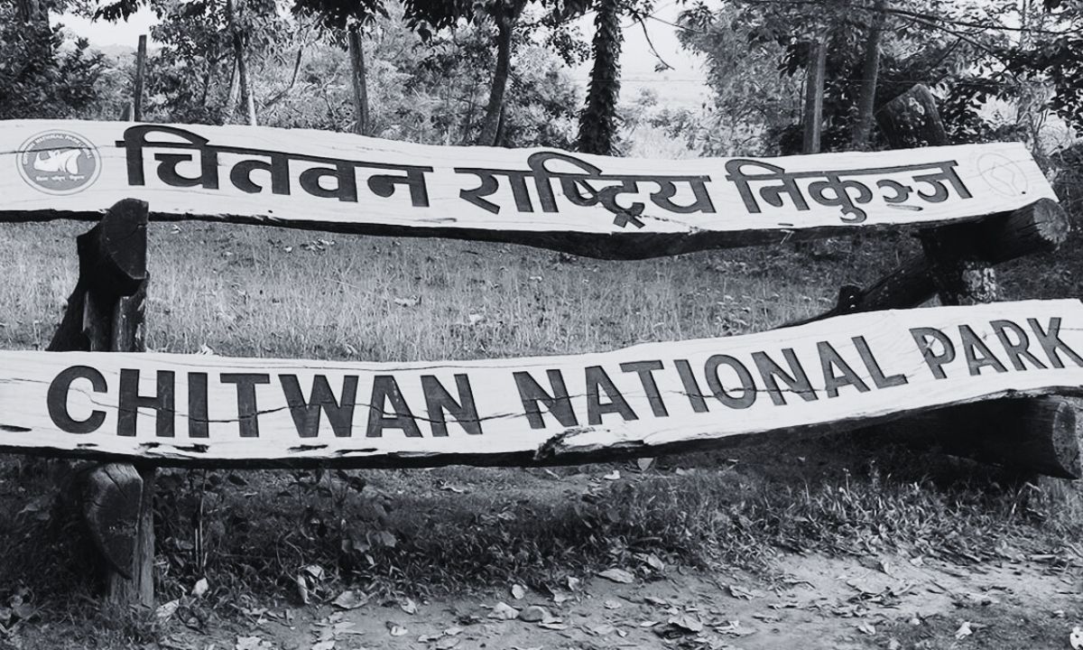 Chitwan National Park arrests 442 for forest and wildlife crimes