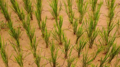 Drought grips Madhesh