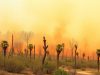 Heatwaves, wildfires, and storms rising in Spain: Experts warn of growing climate danger