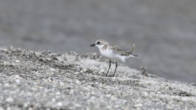 New bird species Bhaktapur anohara