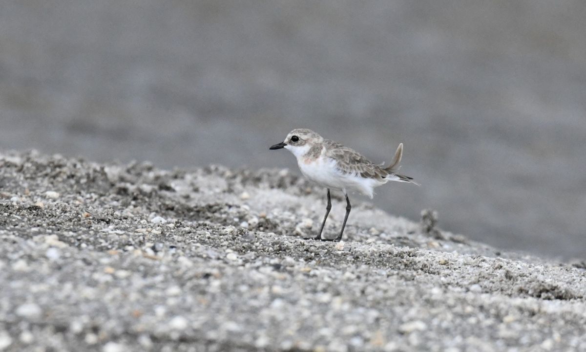 New bird species spotted in Bhaktapur's Manohara field
