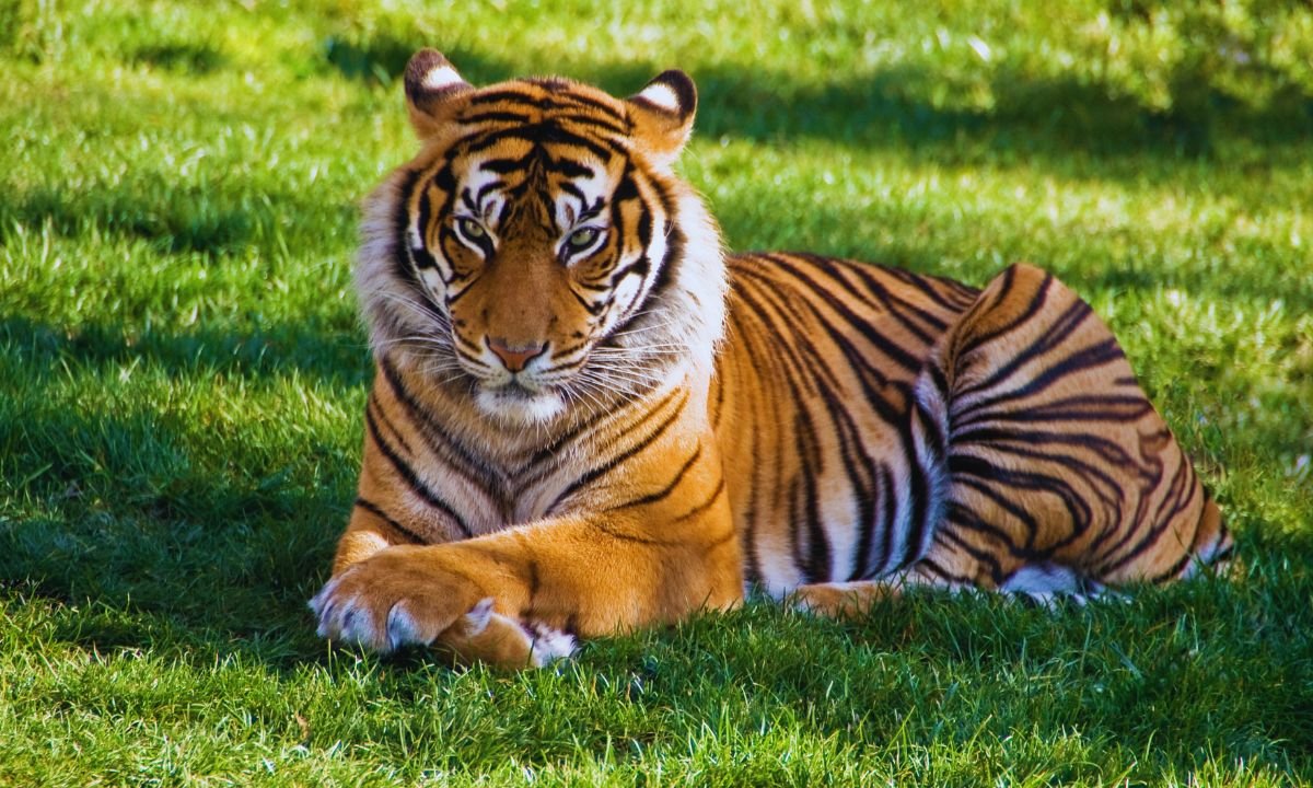 World Tiger Day Nepal