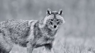 jackal attack in Makawanpur