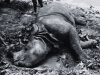 83 wild animals died, 135 rescued in Chitwan National Park last year