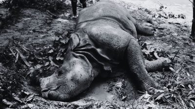 wild animals Chitwan National Park