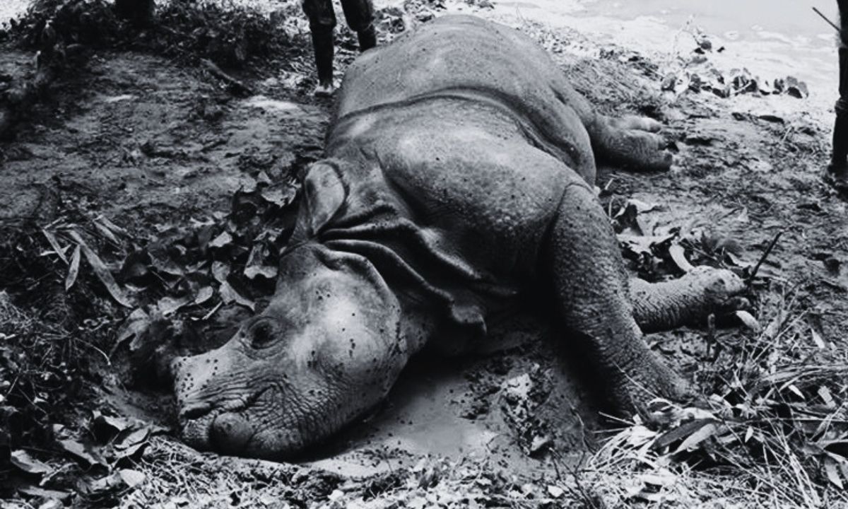 83 wild animals died, 135 rescued in Chitwan National Park last year