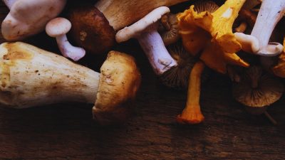wild mushrooms in Jumla