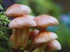 Boy dies, three ill after eating wild mushrooms in Rukum