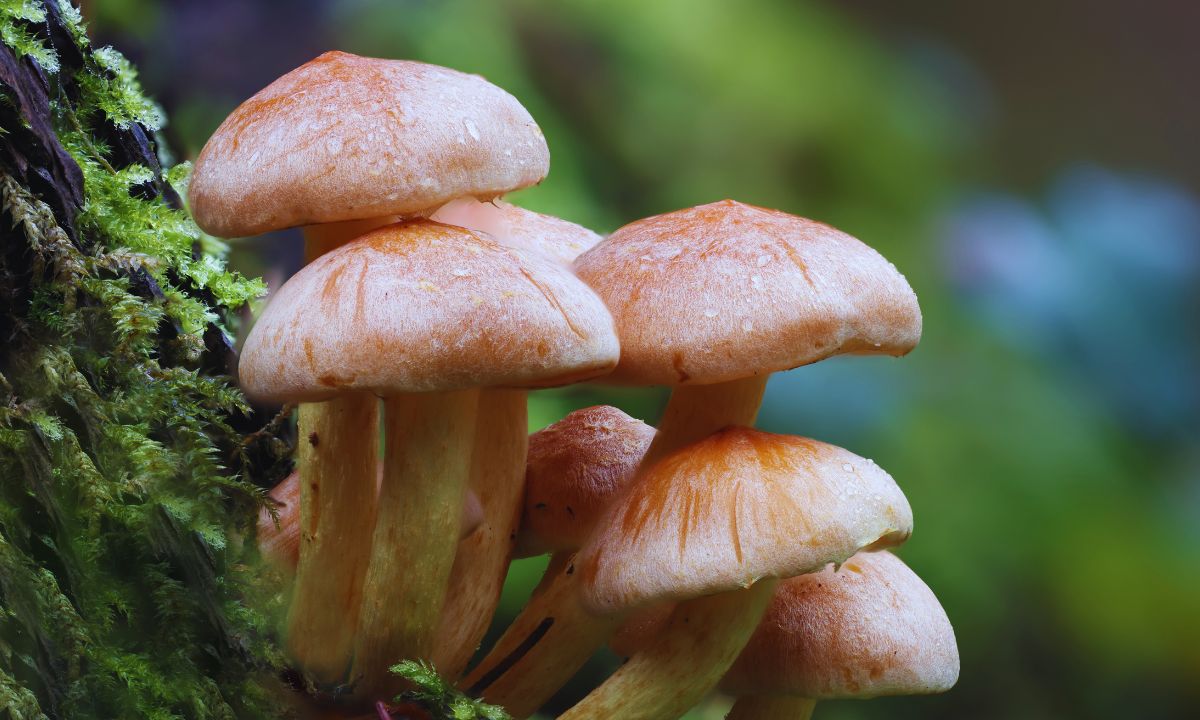 wild mushrooms in Rukum