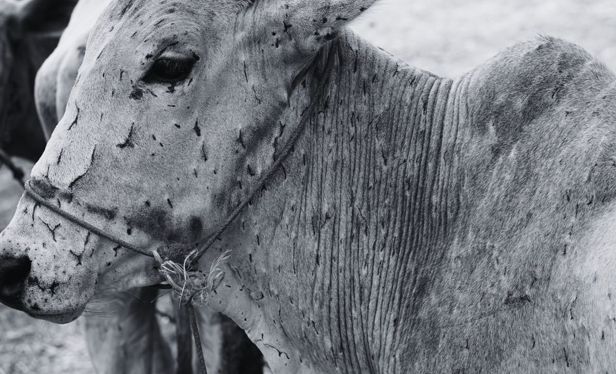 Bagmati vaccinates over 96,000 cattle in lumpy skin disease campaign