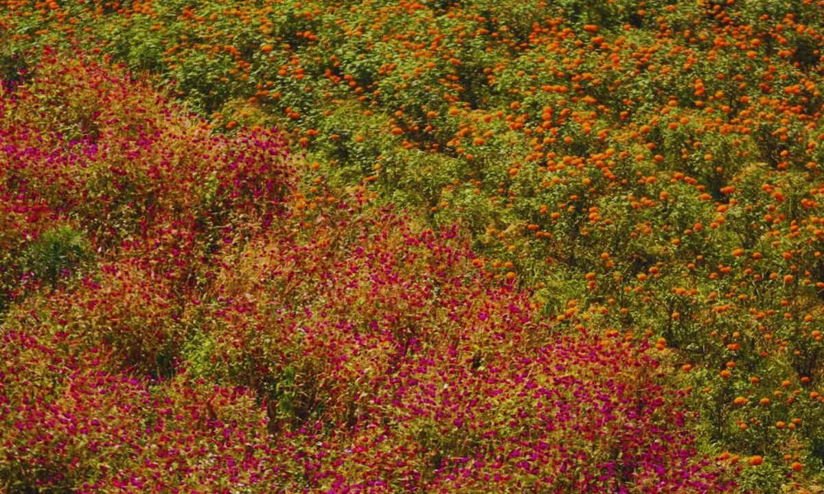 Farmers in Bhaktapur busy cultivating velvet flowers ahead of Tihar