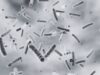 8 out of 10 Birgunj samples test positive for cholera