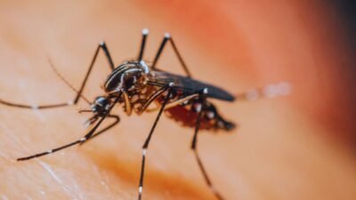 Dengue cases in Baitadi