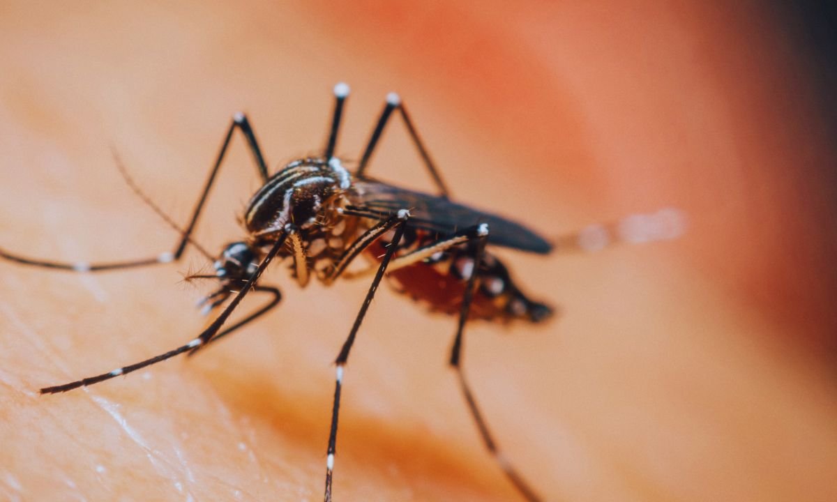 7 dengue cases reported in Baitadi, prevention campaign launched