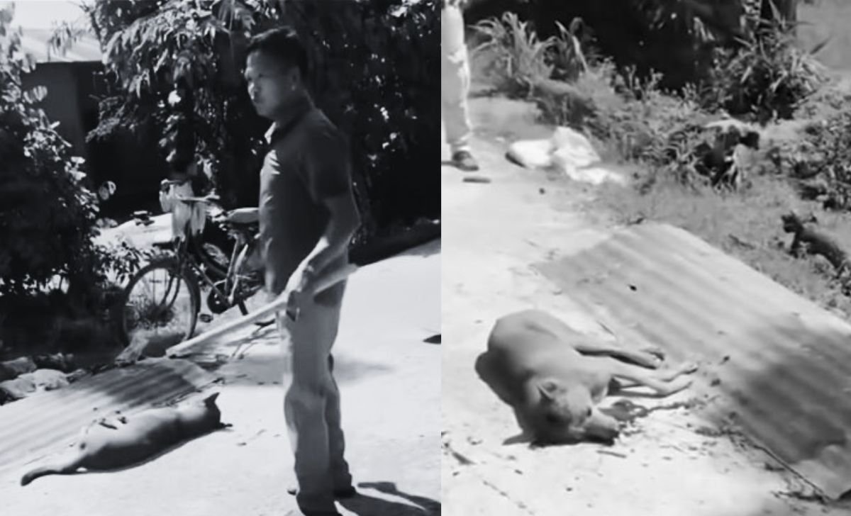 Dog lured with meat and beaten to death in Chitwan