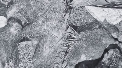 Four arrested in Bardibas