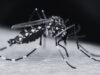 Gandaki reports 811 dengue cases since last December