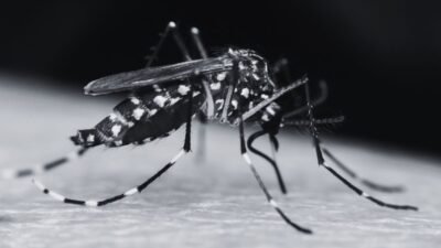 Gandaki reports 811 dengue cases