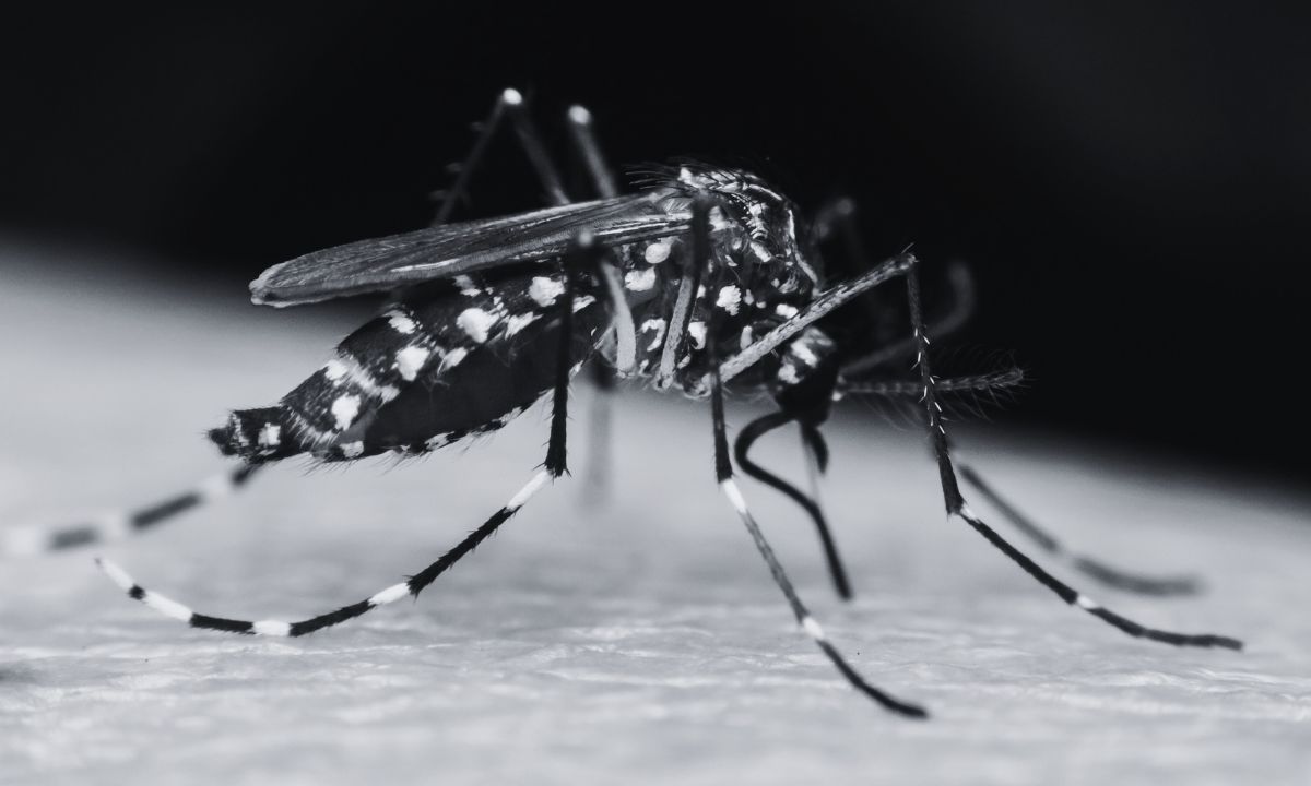 Gandaki reports 811 dengue cases since last December