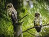 Rare Himalayan wood owl spotted in Ilam
