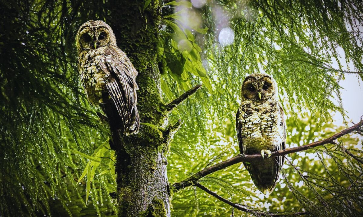 Himalayan wood owl