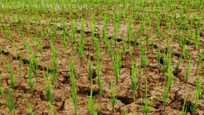 Less rainfall as monsoon weakens