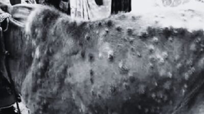 Lumpy skin and khari diseases
