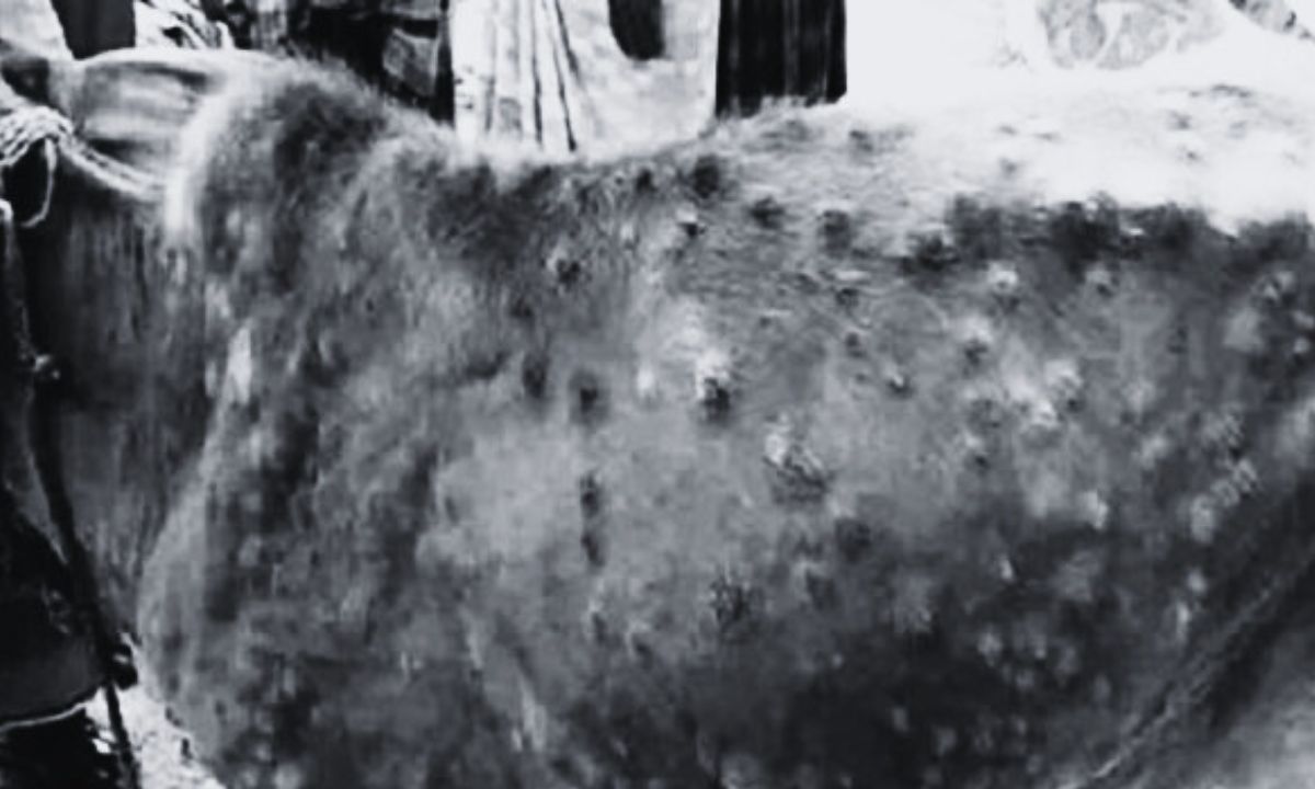 Lumpy skin and khari diseases