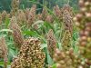 Nepal marks first National Millet Day (Kodo Diwas)