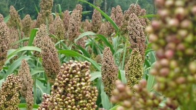 Millet Day (Kodo Diwas)