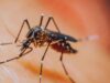 Nepal reports over 3,000 dengue cases, 2 deaths