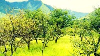 No apples in Niseldhor, Dhorpatan