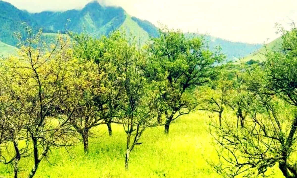 No apples in Niseldhor, Dhorpatan