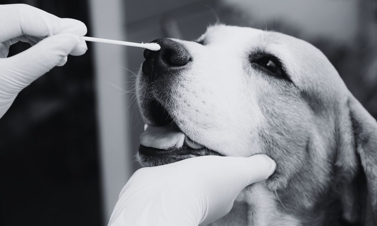 First parvo virus case detected in Shuklaphanta pet dogs