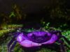 Rare purple crab stuns the world in Thailand’s Kaeng Krachan National Park