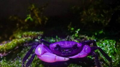 Rare purple crab
