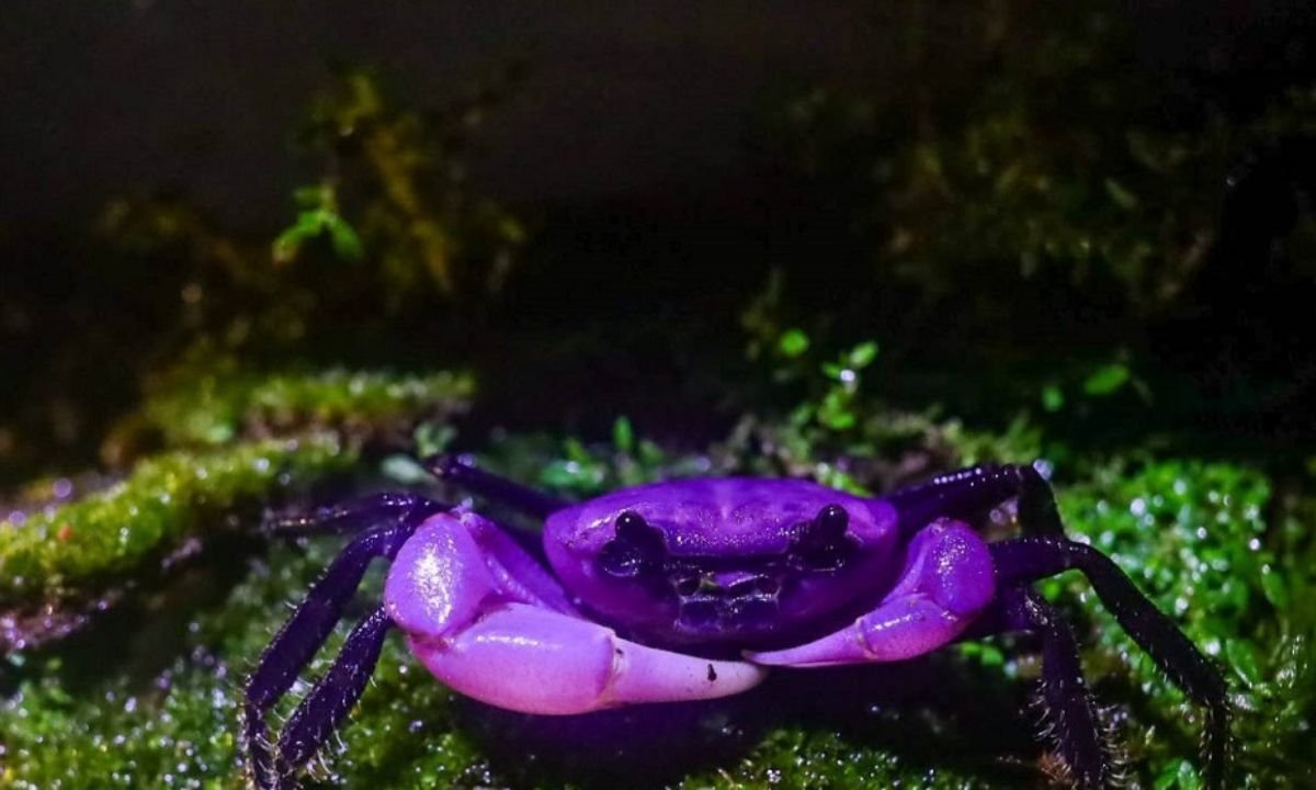 Rare purple crab stuns the world in Thailand’s Kaeng Krachan National Park