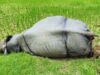 Rhino found dead in rice field in Chitwan