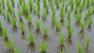 Rice planting reaches 84% Nepal