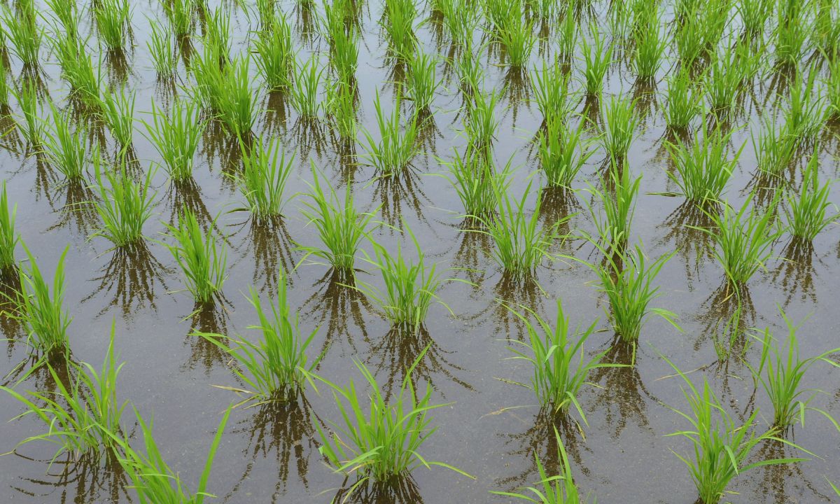 Rice planting reaches 84% Nepal