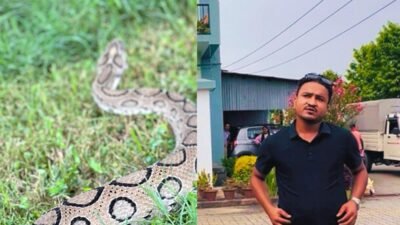 Snake Russell’s viper Bhairahawa