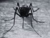 Dengue infects almost 300 people in Sudurpaschim