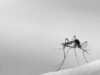Scrub typhus and dengue cases rising in Sankhuwasabha