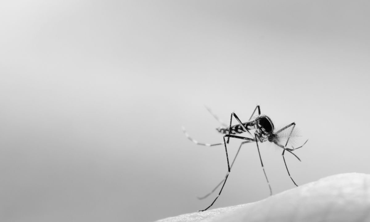 Scrub typhus and dengue cases rising in Sankhuwasabha